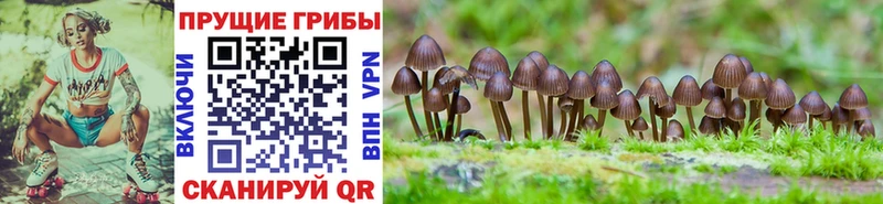 Купить закладки  Котовск  Псилоцибиновые грибы Magic Shrooms 